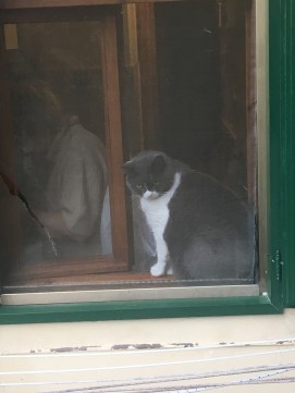 Cat next door