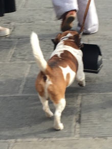 Dog carrying bag